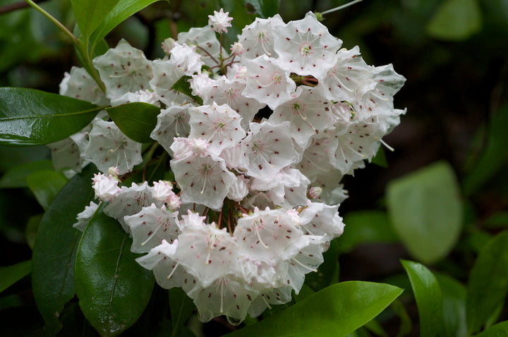 Kalmia Latifolia Flower Seeds White – Heirloom, Non-GMO, High Germination Seeds