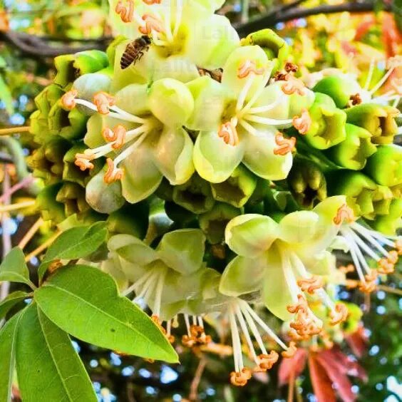 Grüne Ceiba Pentandra Blumensamen – Heirloom, gentechnikfrei, hohe Keimrate
