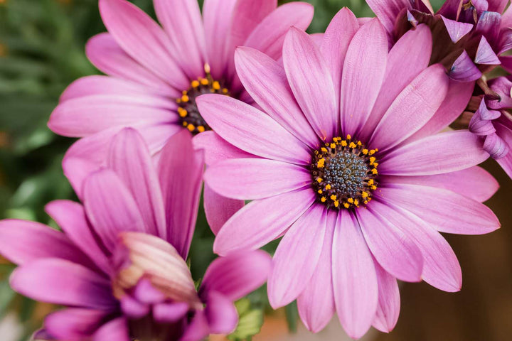 Light Pink Osteospermum Flower Seeds – Heirloom, Non-GMO, High Germination Seeds