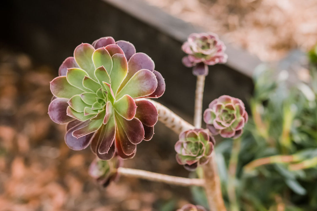 Aeonium Flower Seeds for Planting – Heirloom Non-GMO High Germination Organic Garden Seeds