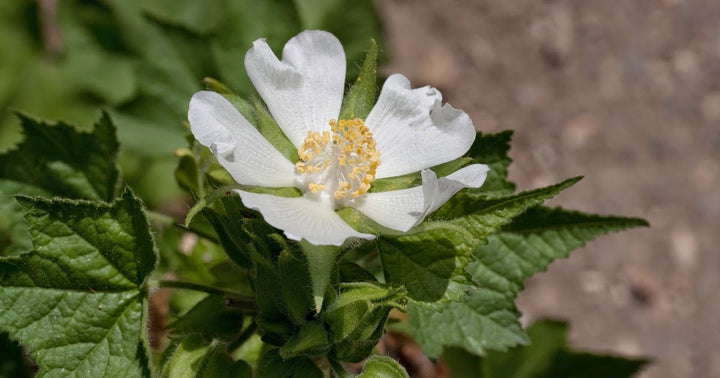 Kitaibelia Vitifolia Flower Seeds White – Heirloom Non-GMO High Germination Organic Garden Seeds