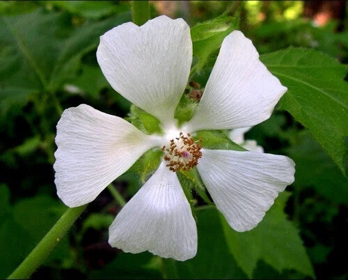 Kitaibelia Vitifolia Flower Seeds White – Heirloom Non-GMO High Germination Organic Garden Seeds