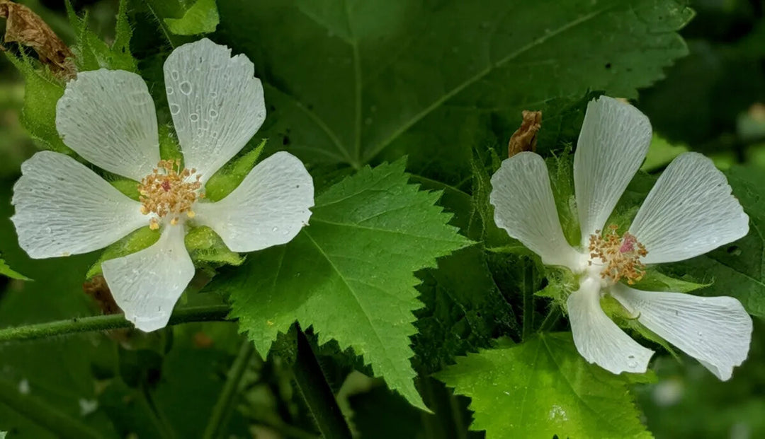 Kitaibelia Vitifolia Flower Seeds White – Heirloom Non-GMO High Germination Organic Garden Seeds