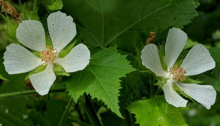 Kitaibelii Vitifolia Flower Seeds White – Heirloom, Non-GMO, High Germination Seeds
