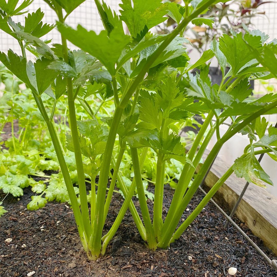Celery Apium herb seeds