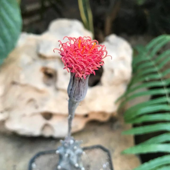 Kleinia Flower Seeds Red – Heirloom, Non-GMO, High Germination Seeds for Planting
