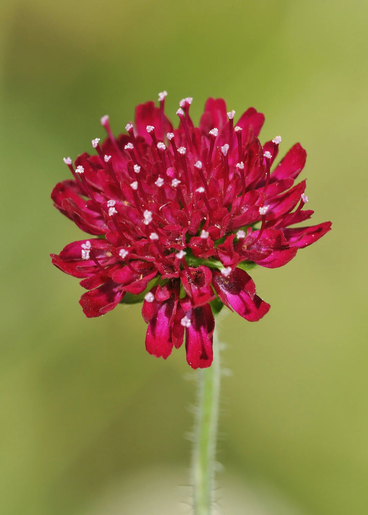 Maroon Macedonica Blumensamen – Alte Sorte, gentechnikfrei, hohe Keimfähigkeit