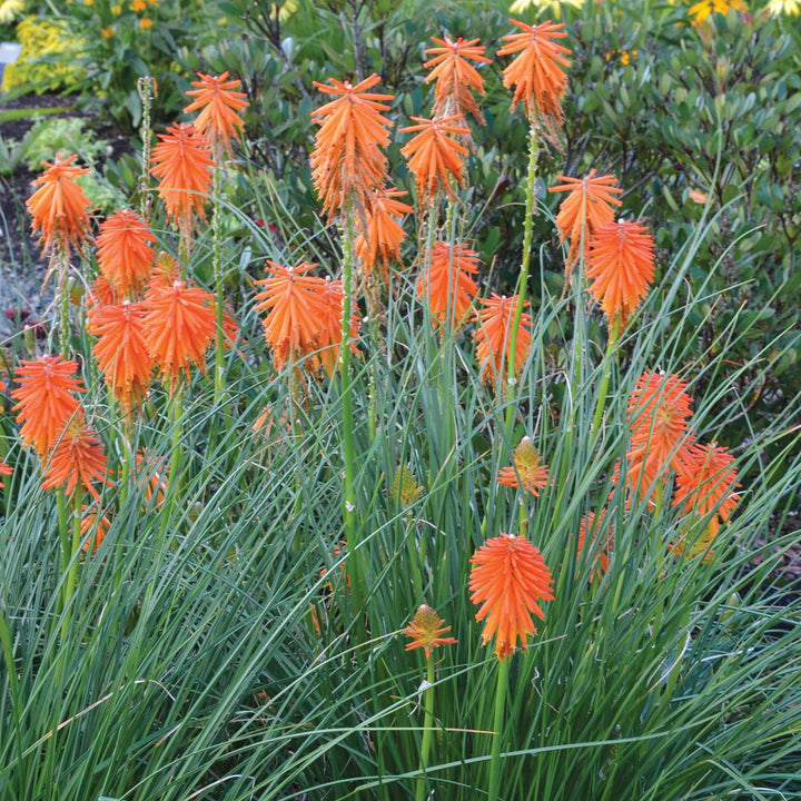 Orange Kniphofia Flower Seeds – Heirloom, Non-GMO, High Germination Seeds