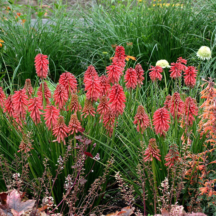 Red Kniphofia Uvaria Flowers Seeds – Heirloom, Non-GMO, High Germination Seeds