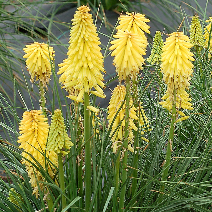 Yellow Kniphofia Flower Seeds – Heirloom, Non-GMO, High Germination Seeds