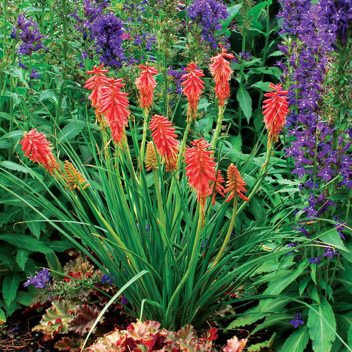 Kniphofia Flowers Seeds Red – Heirloom, Non-GMO, High Germination Seeds