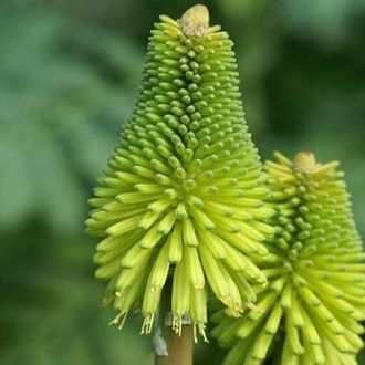 Green Kniphofia Flower Seeds – Heirloom, Non-GMO, High Germination Seeds