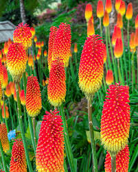kniphofiauvariaflamencoredhotpokertorchlilyheirloomnongmohighgerminationorganicgarden flower seeds