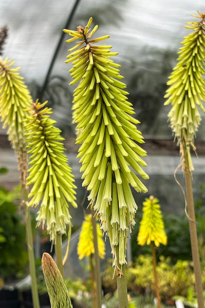 Green Kniphofia Flower Seeds – Heirloom, Non-GMO, High Germination Seeds