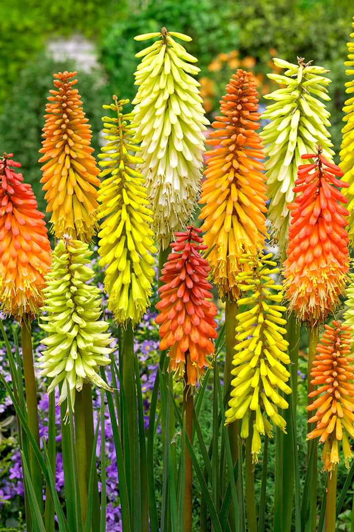 Mixed Kniphofia Flowers Seeds – Heirloom, Non-GMO, High Germination Seeds