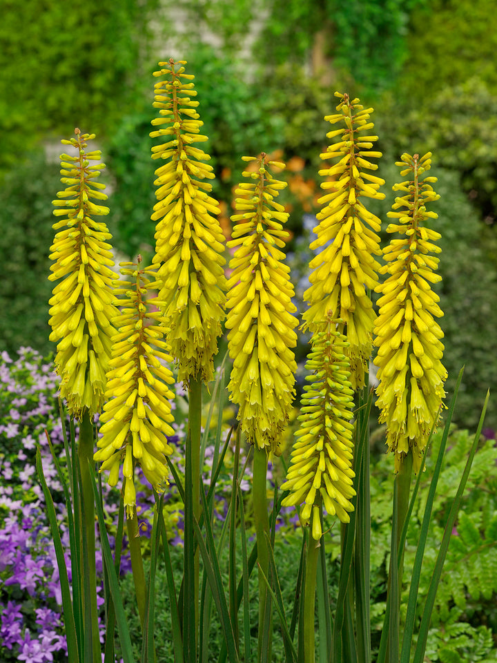 Yellow Kniphofia Flower Seeds – Heirloom Non-GMO High Germination Organic Seeds