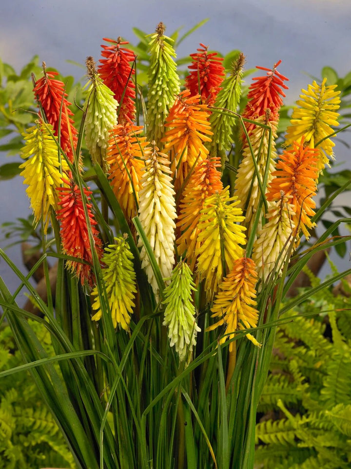 Mixed Kniphofia Flower Seeds – Heirloom, Non-GMO, High Germination Seeds