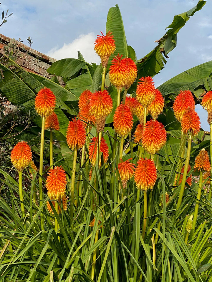 Orange Kniphofia Flower Seeds – Heirloom, Non-GMO, High Germination Seeds