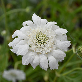 Semillas de Escabiosa Blanca para Sembrar – Herencia, No OGM, Semillas Orgánicas de Jardín de Alta Germinación
