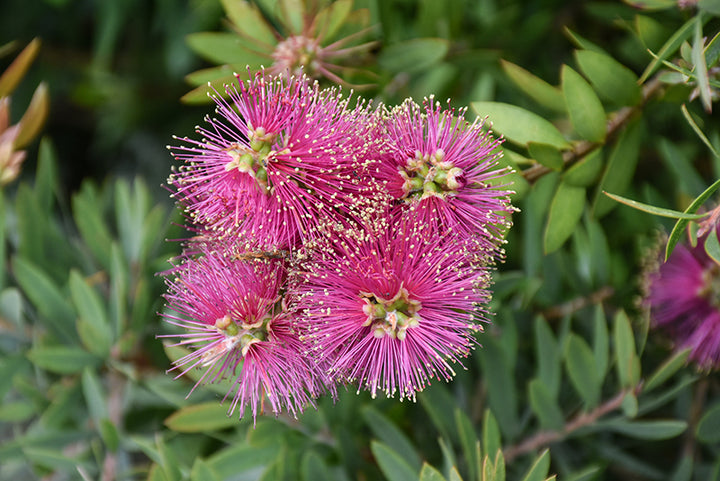 Bottle Brush Flower Seeds Pink – Heirloom Non-GMO High Germination Seeds