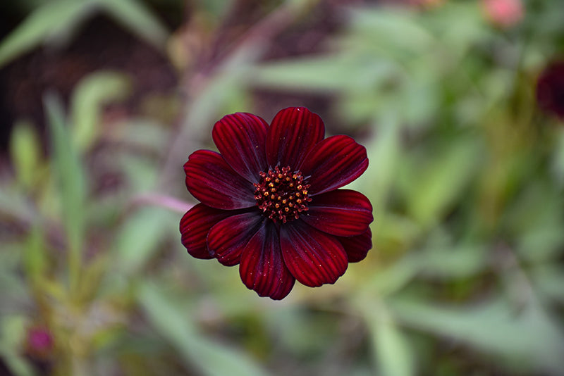 Cosmos Flower Seeds Brown – Heirloom, Non-GMO, High Germination Organic Garden Seeds for Planting