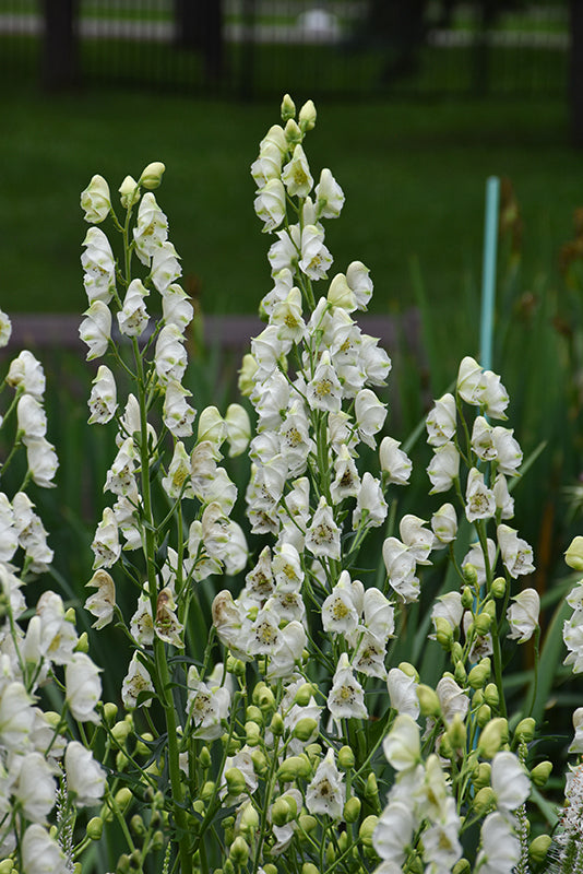 White Monkshood Flower Seeds – Heirloom, Non-GMO, High Germination Seeds