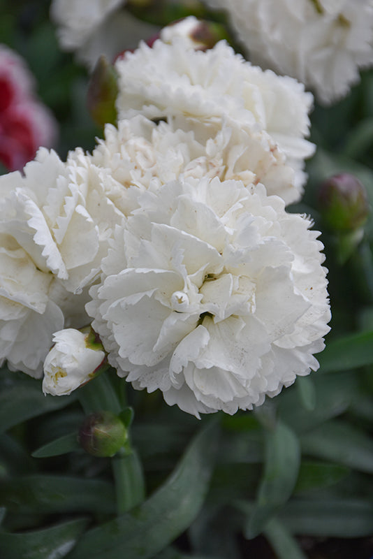 Giant Carnation Flower Seeds White – Heirloom, Non-GMO, High Germination Seeds