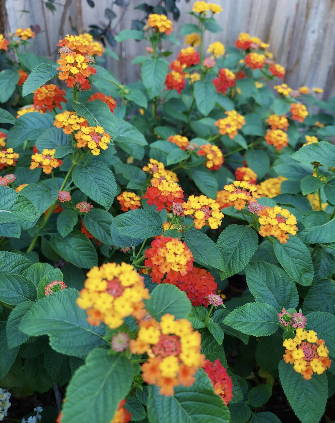 Mixed Lantana Flower Seeds – Heirloom, Non-GMO, High Germination Seeds