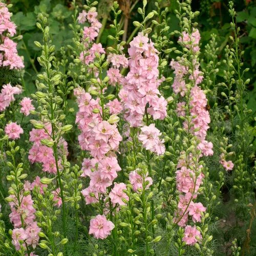Light Pink Delphinium Flower Seeds – Heirloom, Non-GMO, High Germination Seeds
