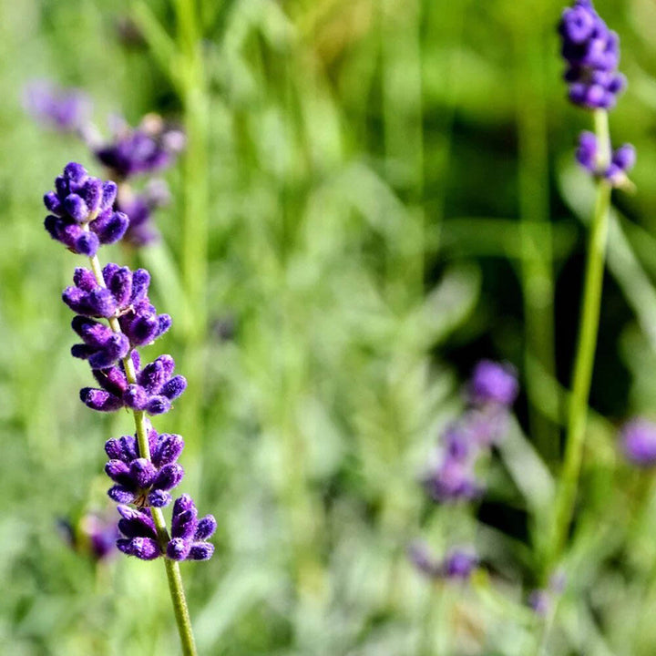 Lavender Plant Seeds for Planting | Heirloom Non-GMO Organic Garden Seeds High Germination Fragrant Herb