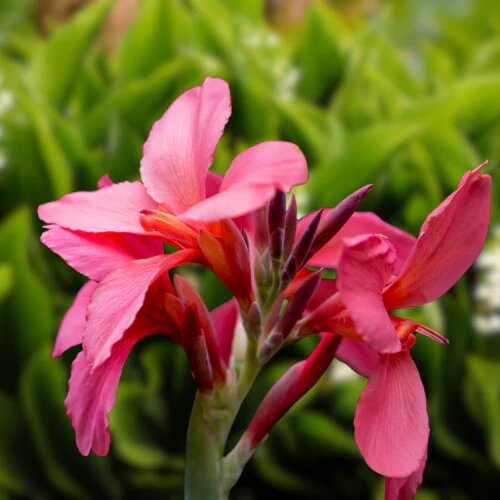 Canna Lily Flower Seeds Pink – Heirloom, Non-GMO, High Germination Organic Garden Seeds