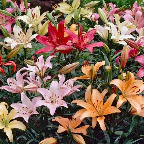 Lilium Davidii Seeds Mixed – Heirloom, Non-GMO, High Germination Organic Garden Seeds