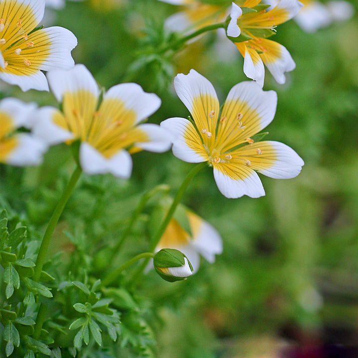 Limnanthes Douglasii Flower Seeds – Heirloom, Non-GMO, High Germination Seeds