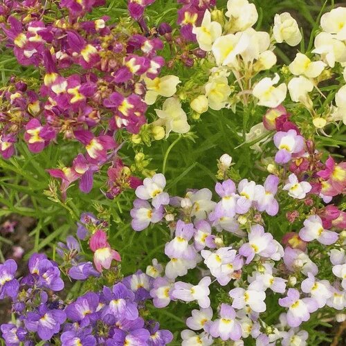 Marokkanisches Leinkraut Blumensamen – Alte Sorte Gentechnikfrei Hohe Keimrate Samen