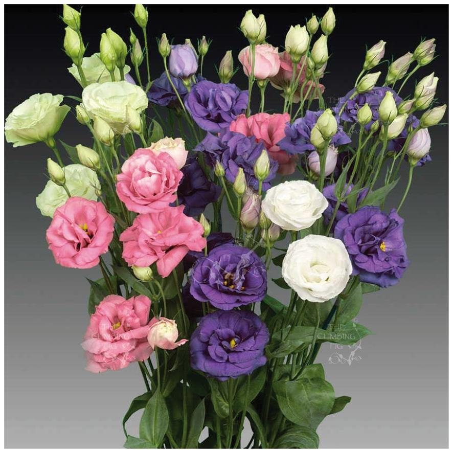 Mixed Lisianthus Flower Seeds – Heirloom, Non-GMO, High Germination Seeds