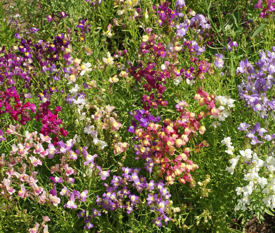 Marokkanisches Leinkraut Blumensamen – Alte Sorte Gentechnikfrei Hohe Keimrate Samen