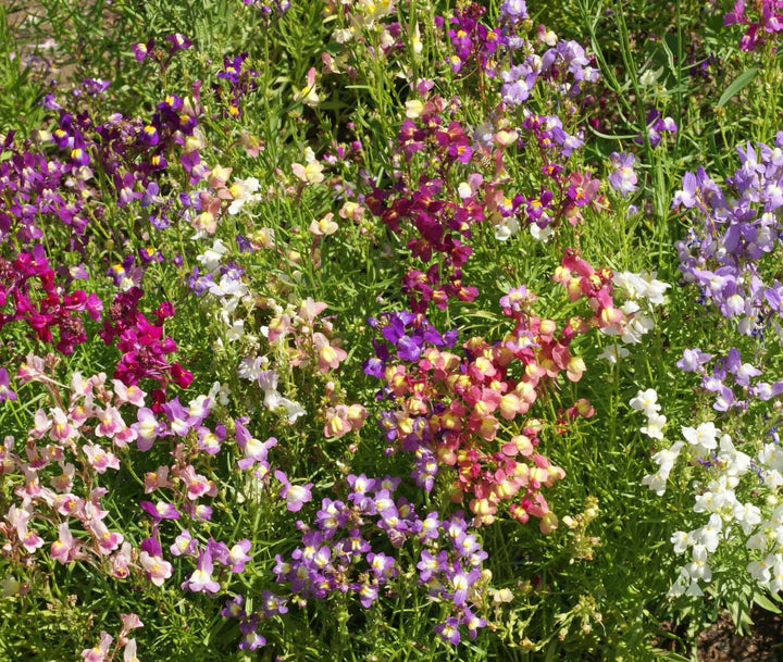 Marokkanisches Leinkraut Blumensamen – Alte Sorte Gentechnikfrei Hohe Keimrate Samen