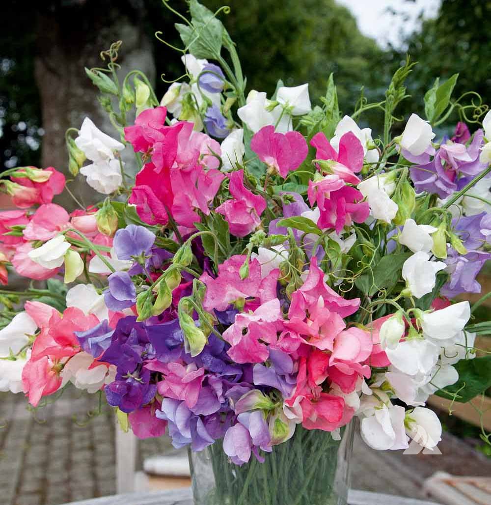 Semillas de Flores Mixtas de Lathyrus Odoratus – Semilla de Herencia, No OGM, de Alta Germinación