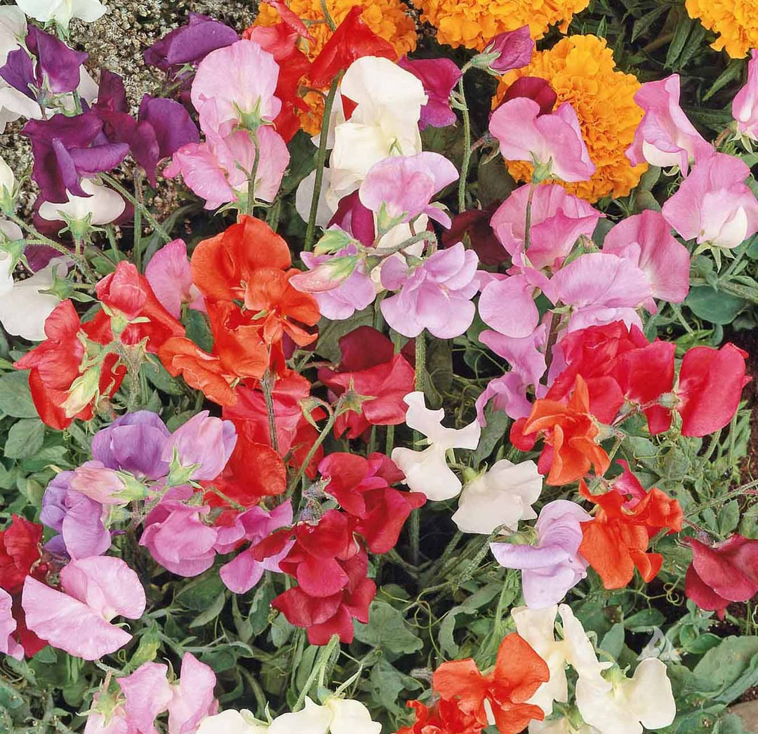 Semillas de Flores Mixtas de Lathyrus Odoratus – Semilla de Herencia, No OGM, de Alta Germinación
