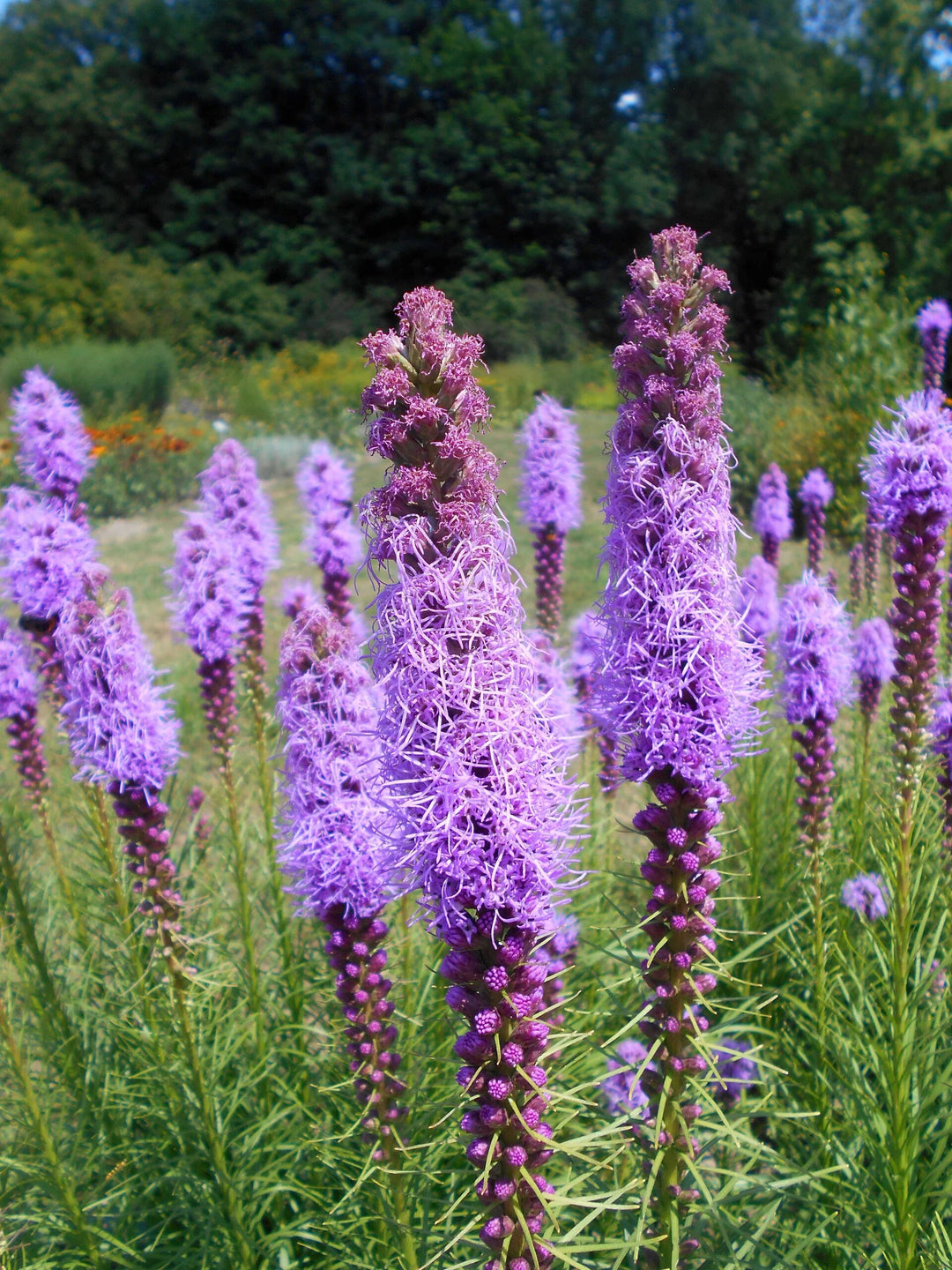 Purple Liatris Spicata Flower Seeds Heirloom Non-GMO High Germination Organic Garden Seeds for Planting