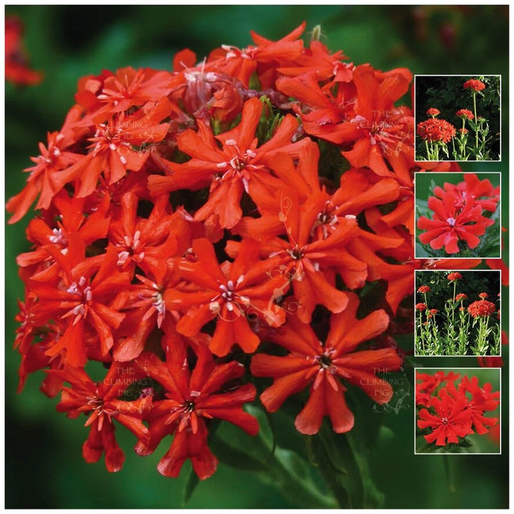 Semillas de flor Lychnis Chalcedonica rojas – De herencia, no transgénicas, de alta germinación