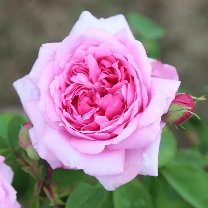 Pink Damask Rose Flower Seeds Heirloom Non-GMO High Germination Organic Garden Seeds for Planting