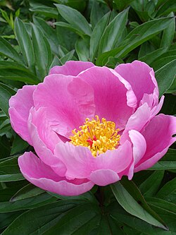 Rosa Paeonia Tenuifolia Blumensamen – Heirloom, gentechnikfrei, keimstarke Bio-Gartensamen zum Pflanzen