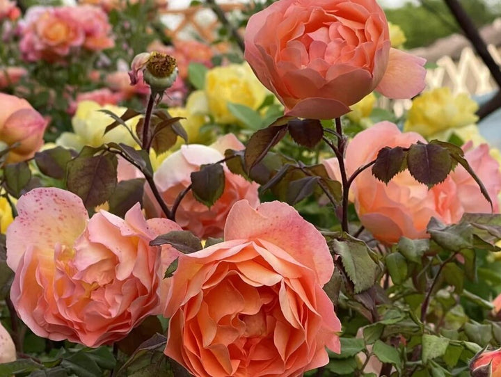 Hamilton Rose Flower Seeds for Planting – Heirloom Non-GMO High Germination Seeds