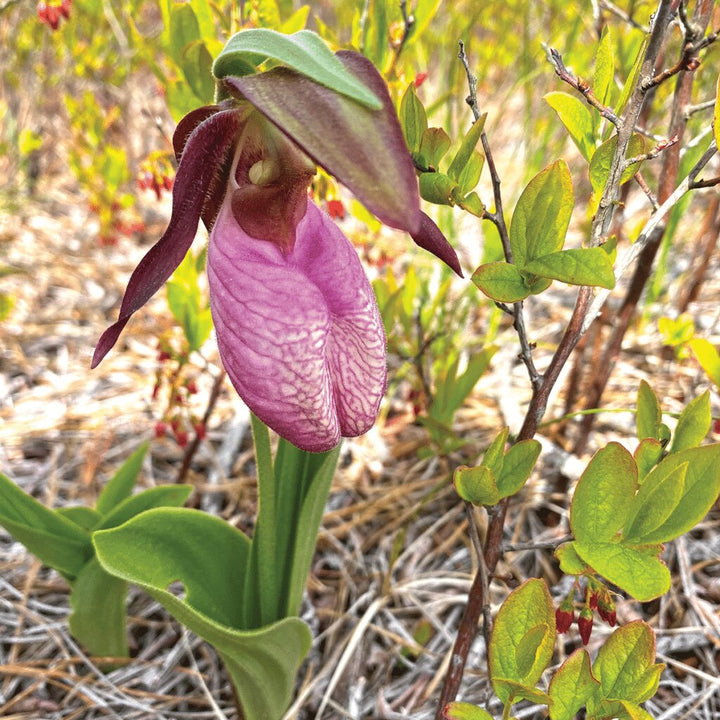 Pink Lady Slipper Flower Seeds – Heirloom, Non-GMO, High Germination Seeds
