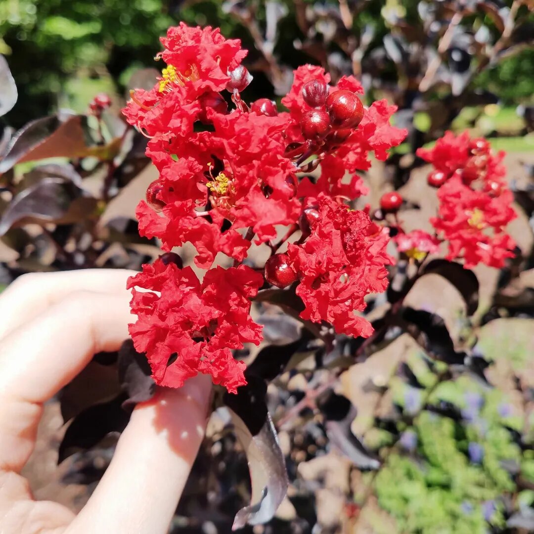 Semillas de flores Lagerstroemia Rojas – Herencia, no transgénicas, de alta germinación