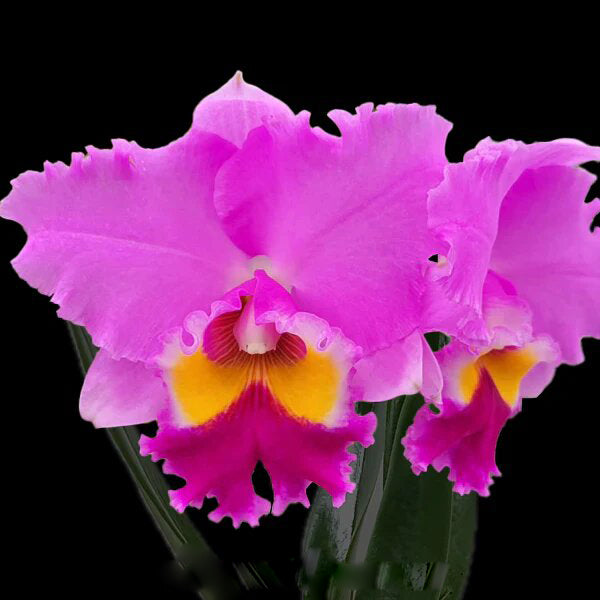 Semillas de orquídea Pink Cattleya – Antiguas, no transgénicas, de alta germinación para sembrar