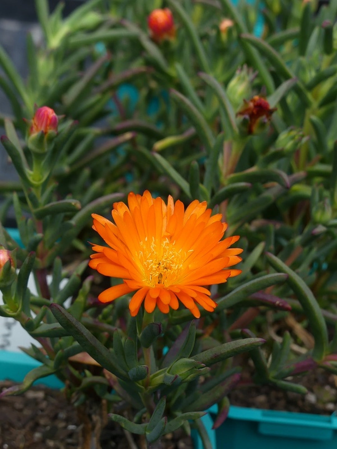 Orange Lampranthus Flower Seeds – Heirloom, Non-GMO, High Germination Seeds