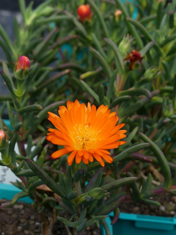 Orange Lampranthus Flower Seeds – Heirloom, Non-GMO, High Germination Seeds