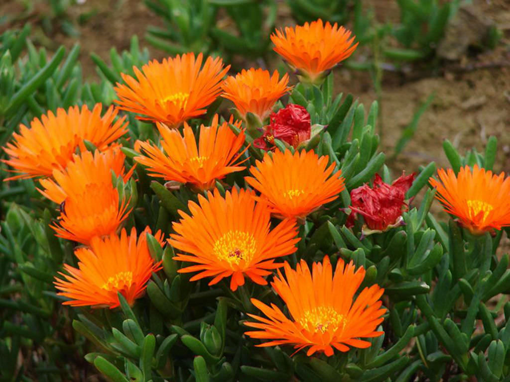 Orange Lampranthus Flower Seeds – Heirloom, Non-GMO, High Germination Seeds